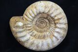 Jurassic Ammonite Fossil - Madagascar #77653-1